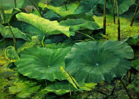 荷花油畫圖