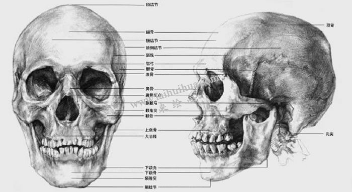 素描頭部骨骼