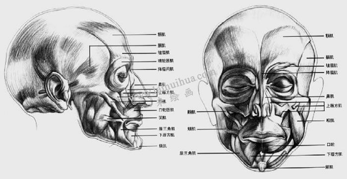 素描頭部肌肉