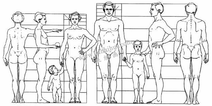 素描人物寫生 人體的結(jié)構(gòu)與比例
