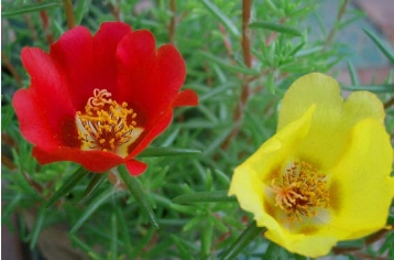 撕紙?zhí)?yáng)花 實(shí)物圖