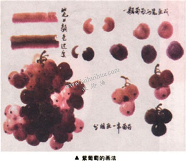 紫葡萄的畫法
