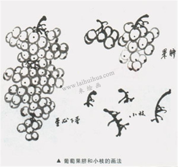 葡萄果臍和小枝的畫法