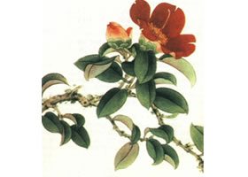 國(guó)畫山茶花技法