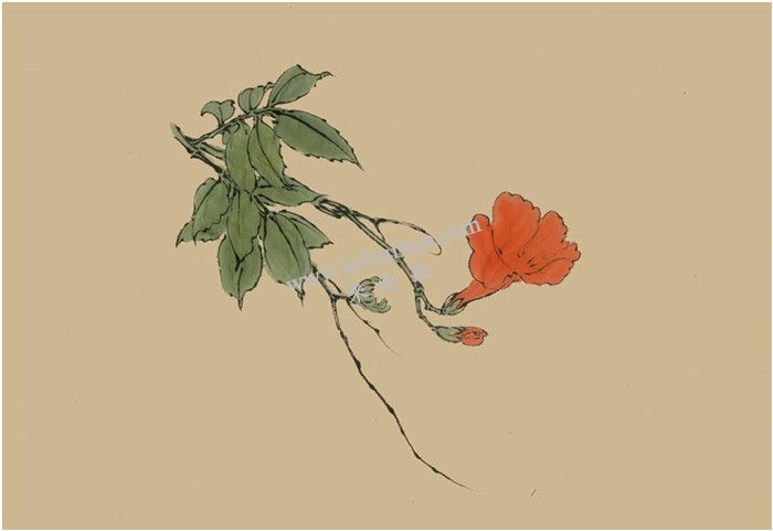 凌霄花的國畫畫法 步驟二
