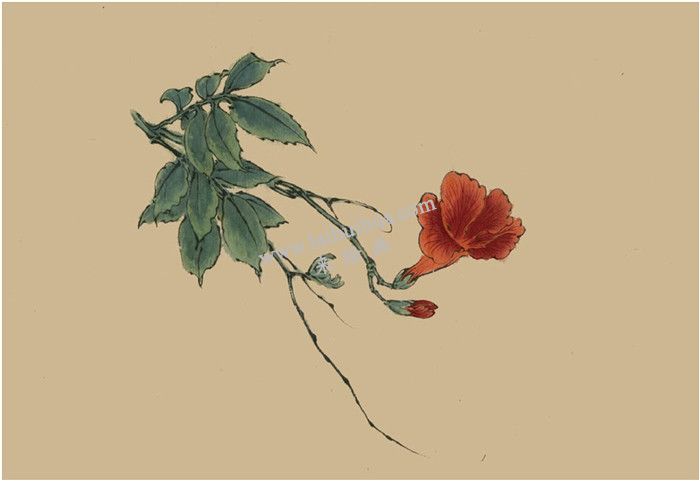 凌霄花的國畫畫法 步驟四