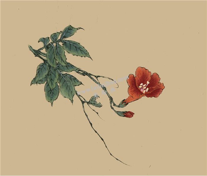 凌霄花的國畫畫法 步驟五