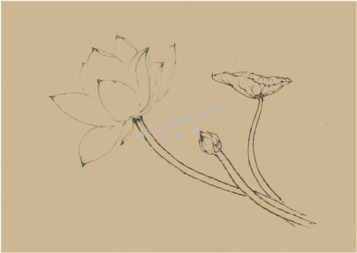 荷花國(guó)畫(huà)畫(huà)法  步驟一
