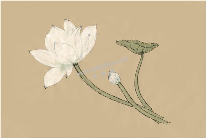 荷花國(guó)畫(huà)畫(huà)法  步驟二
