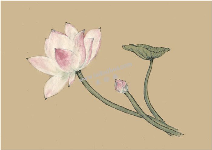 荷花國(guó)畫(huà)畫(huà)法  步驟三
