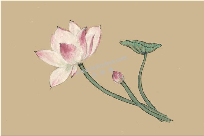 荷花國(guó)畫(huà)畫(huà)法  步驟四