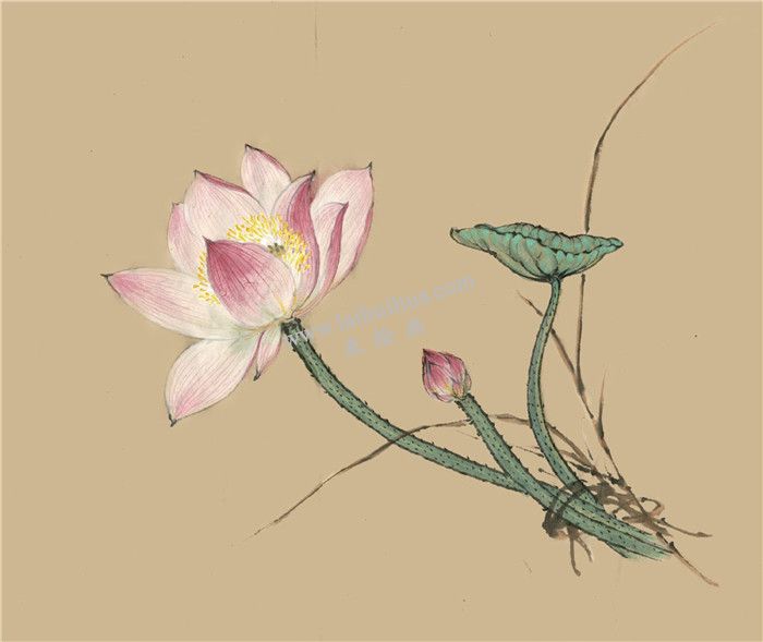 荷花國(guó)畫(huà)畫(huà)法  步驟五