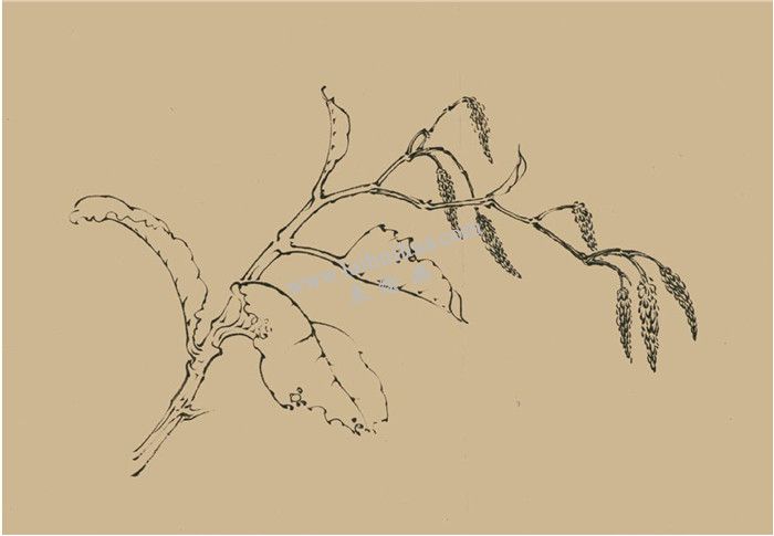 菱花的國(guó)畫畫法 步驟一