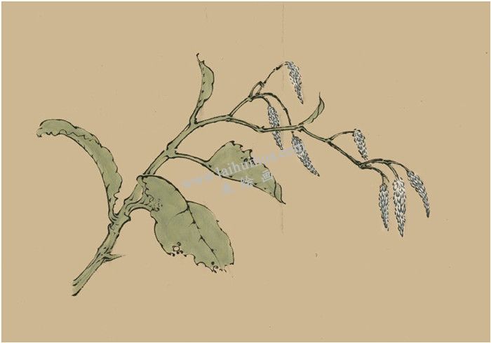 菱花的國(guó)畫畫法  步驟二