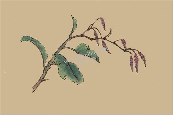 菱花的國(guó)畫畫法  步驟三