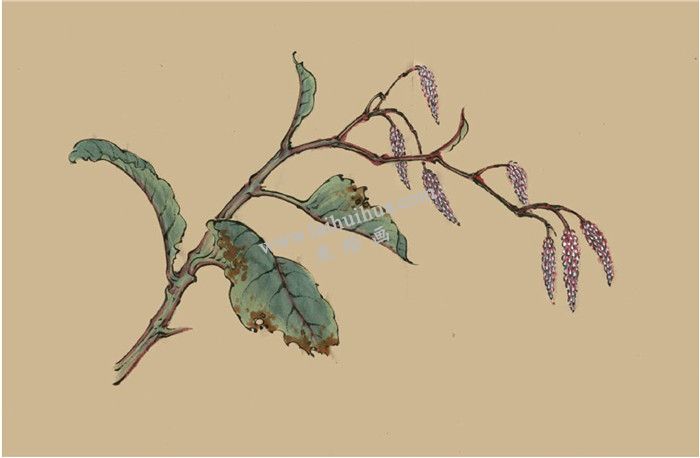 菱花的國(guó)畫畫法  步驟四