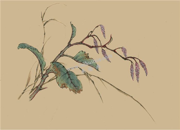 菱花的國(guó)畫畫法  步驟五