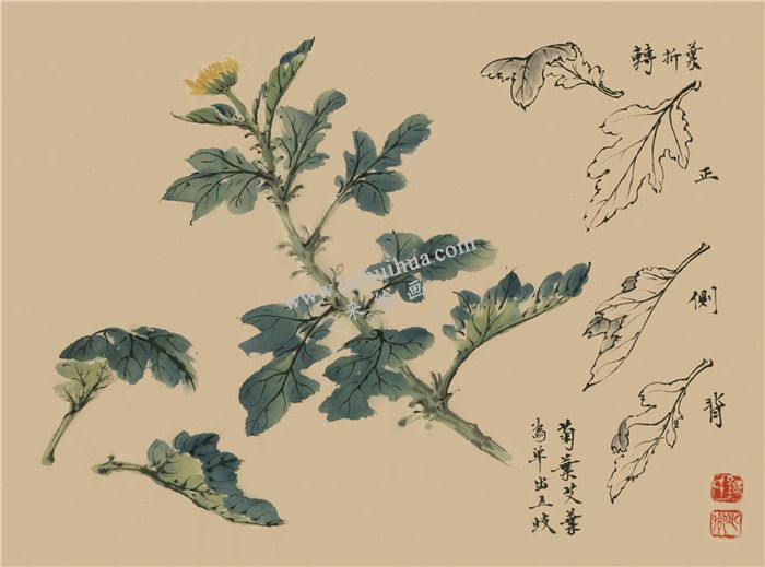 菊花國畫畫法范例 01