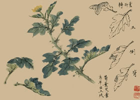 菊花的國畫畫法