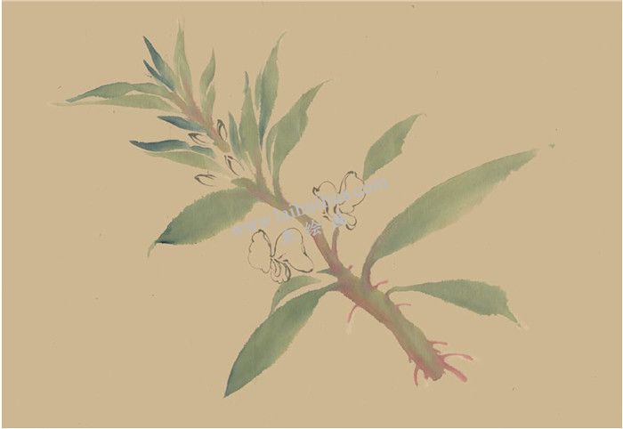 鳳仙花國(guó)畫畫法  步驟二