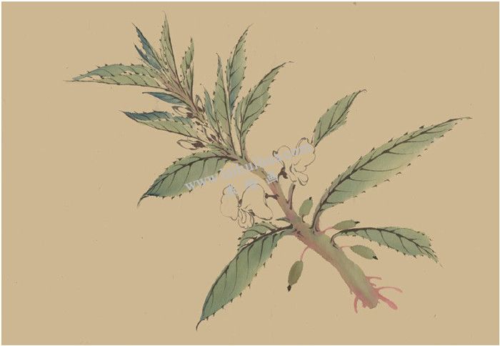 鳳仙花國(guó)畫畫法  步驟三