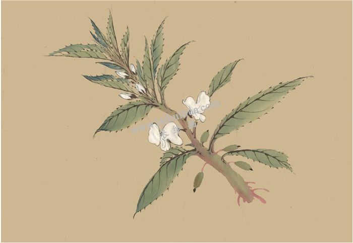 鳳仙花國(guó)畫畫法  步驟四