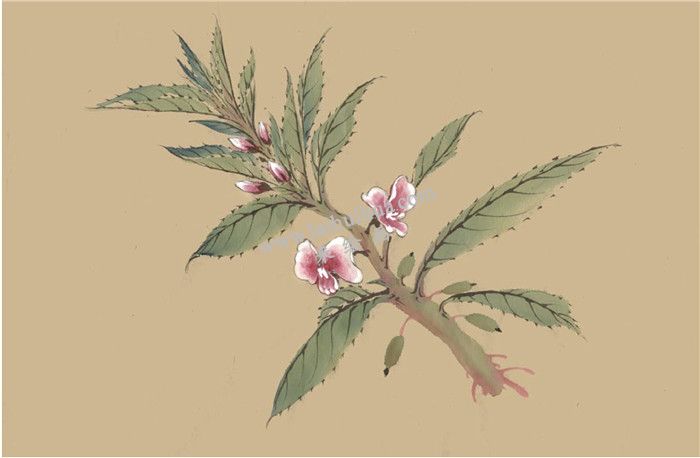 鳳仙花國(guó)畫畫法  步驟五