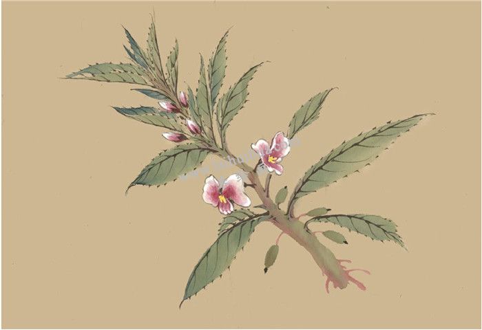 鳳仙花國(guó)畫畫法  步驟六