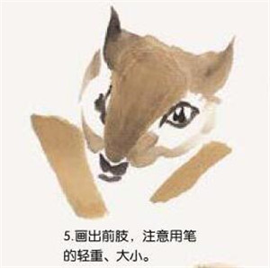 松鼠的國畫畫法  步驟五