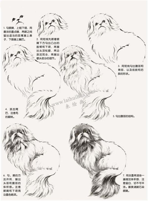 哈巴狗的國畫畫法步驟