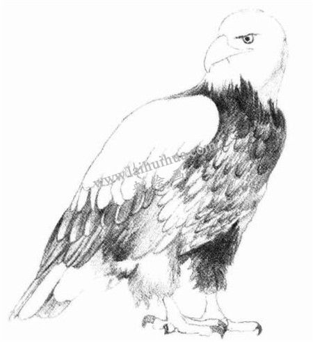 素描兇惡的老鷹畫法步驟 六