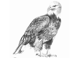 素描兇惡的老鷹畫法步驟