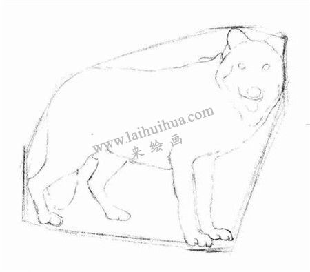 狼的素描畫法步驟 二