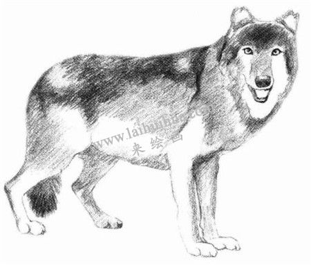 狼的素描畫法步驟 六