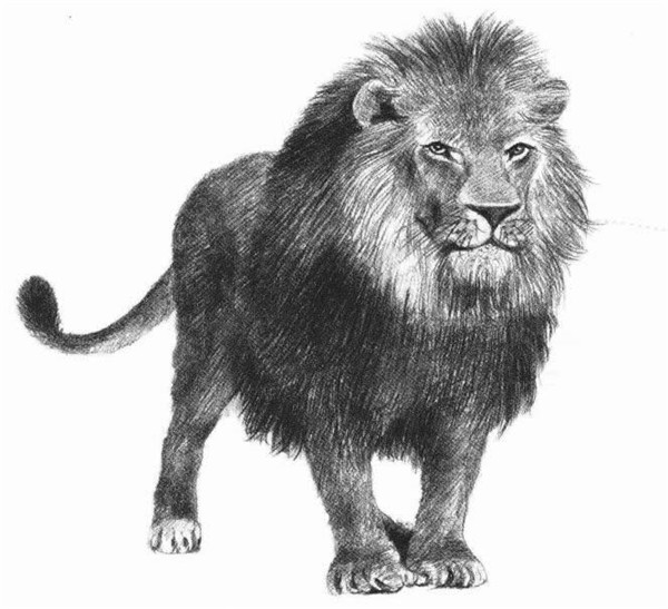 獅子的素描畫法步驟