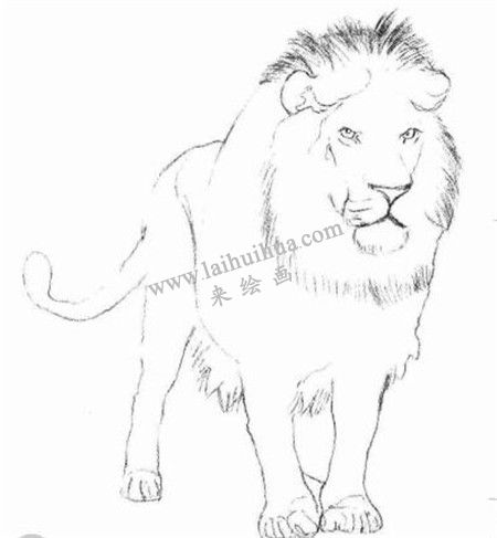 獅子的素描畫法步驟 二