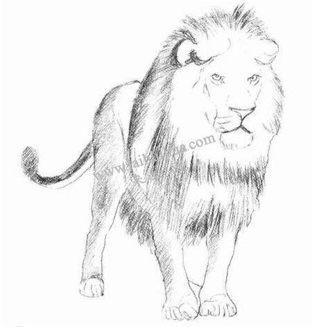 獅子的素描畫法步驟 三