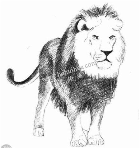 獅子的素描畫法步驟 四