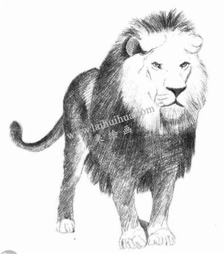 獅子的素描畫法步驟 五