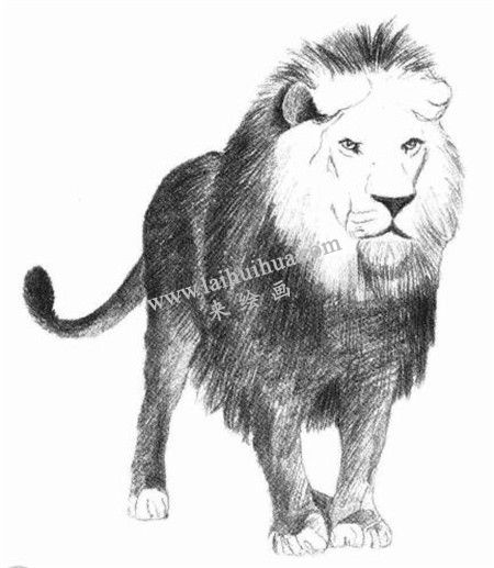 獅子的素描畫法步驟 六