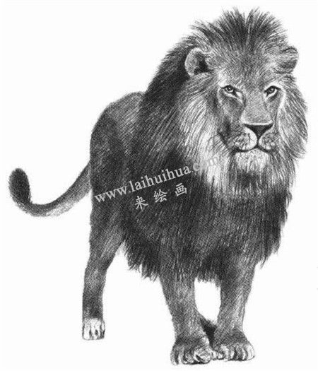 獅子的素描畫法步驟 八