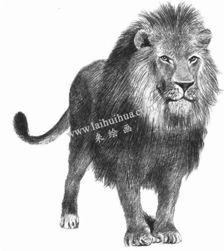 獅子的素描畫法步驟 九