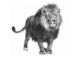 獅子的素描畫法步驟