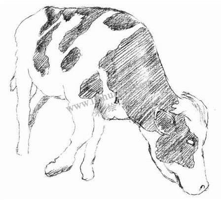 奶牛的素描畫(huà)法步驟 三
