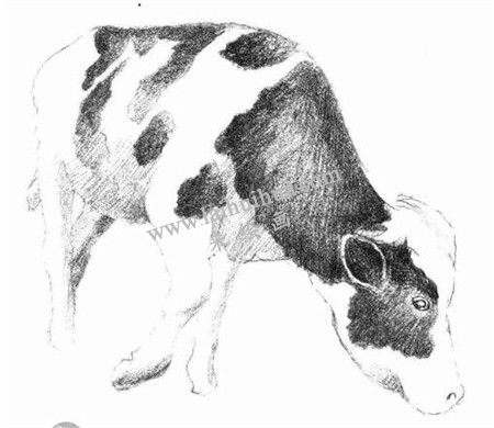 奶牛的素描畫(huà)法步驟 五