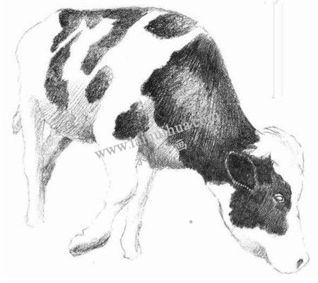 奶牛的素描畫(huà)法步驟 六