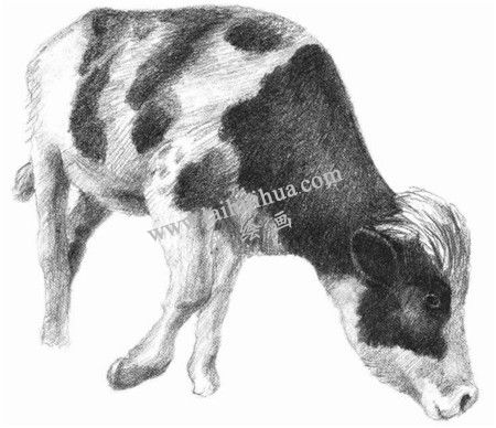 奶牛的素描畫(huà)法步驟 八