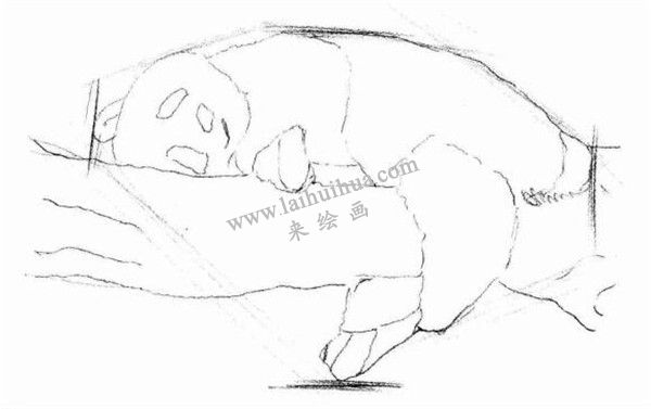 大熊貓的素描畫(huà)法步驟 二