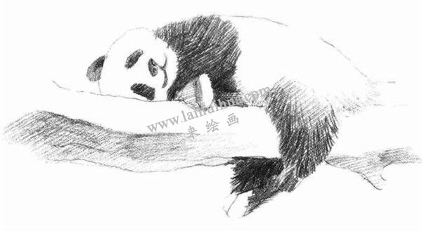 大熊貓的素描畫(huà)法步驟 四