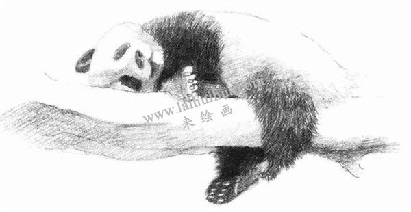 大熊貓的素描畫(huà)法步驟 五